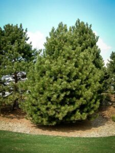 Сосна Чёрная (Pinus Nigra) купить по цене от 270.00р. в интернет-магазине «Посадика» с доставкой почтой в в Котласе и по всей России – [изображение №1].