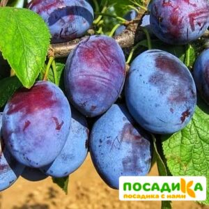 Слива Чачакская ранняя купить по цене от 229.00р. в интернет-магазине «Посадика» с доставкой почтой в в Котласе и по всей России – [изображение №1].