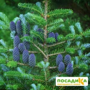 Пихта корейская (Abies koreana) купить по цене от 450.00р. в интернет-магазине «Посадика» с доставкой почтой в в Котласе и по всей России – [изображение №1].