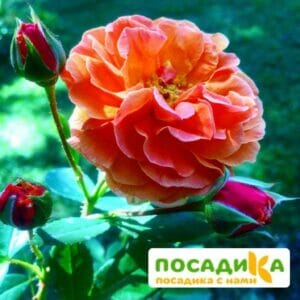 Роза Арабия купить по цене от 350.00р. в интернет-магазине «Посадика» с доставкой почтой в в Котласе и по всей России – [изображение №1].