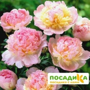 Пион Распберри Сандей (Paeonia Raspberry Sundae) купить по цене от 959р. в интернет-магазине «Посадика» с доставкой почтой в в Котласе и по всей России – [изображение №1].