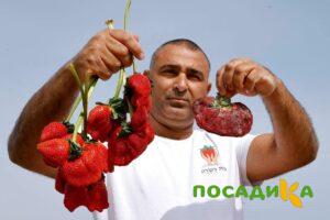 Клубника Гигант Джорнея купить по цене от 266р. в интернет-магазине «Посадика» с доставкой почтой в в Котласе и по всей России – [изображение №1].