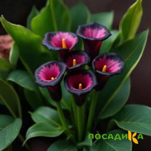 Калла Аура Лейс купить по цене от 400р. в интернет-магазине «Посадика» с доставкой почтой в в Котласе и по всей России – [изображение №1].