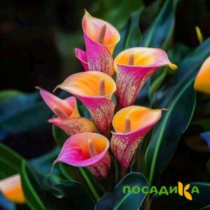 Калла Оникс купить по цене от 450р. в интернет-магазине «Посадика» с доставкой почтой в в Котласе и по всей России – [изображение №1].