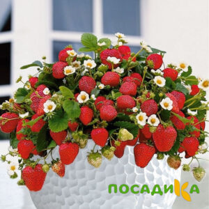 Клубника Рубиновый Шепот (горшечная) купить по цене от 240р. в интернет-магазине «Посадика» с доставкой почтой в в Котласе и по всей России – [изображение №1].
