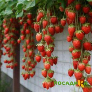 Клубника вьющаяся Комплимент купить по цене от 470р. в интернет-магазине «Посадика» с доставкой почтой в в Котласе и по всей России – [изображение №1].