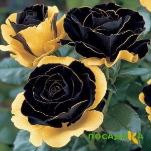 Роза Ханни Сикл купить по цене от 700р. в интернет-магазине «Посадика» с доставкой почтой в в Котласе и по всей России – [изображение №1].