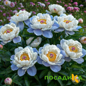 Пион акварельный Этюд купить по цене от 806р. в интернет-магазине «Посадика» с доставкой почтой в в Котласе и по всей России – [изображение №1].