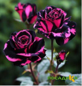 Роза Багровый Шепот купить по цене от 366р. в интернет-магазине «Посадика» с доставкой почтой в в Котласе и по всей России – [изображение №1].