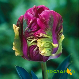 Тюльпан Экзотик Хэвен купить по цене от 186р. в интернет-магазине «Посадика» с доставкой почтой в в Котласе и по всей России – [изображение №1].